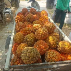 túi 1kg dứa dại rừng chín tách múi sẵn