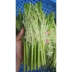Đòng đòng lúa nếp hút chân không, Đòng tươi nguyên liệu tự nhiên hương vị truyền thống