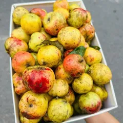combo 10kg Táo Mèo Rừng Mù Căng Chải Tây Bắc