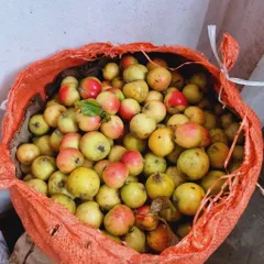 combo 10kg Táo Mèo Rừng Mù Căng Chải Tây Bắc
