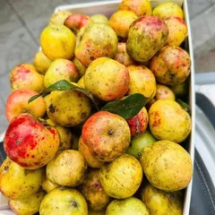 combo 10kg Táo Mèo Rừng Mù Căng Chải Tây Bắc