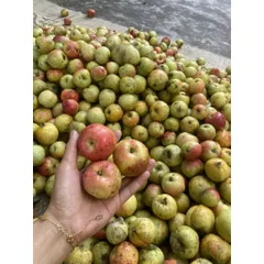 combo 10kg Táo Mèo Rừng Mù Căng Chải Tây Bắc