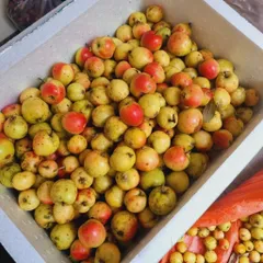 combo 10kg Táo Mèo Rừng Mù Căng Chải Tây Bắc