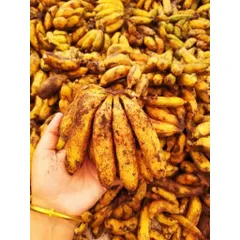 1 Kg Chuối Hột Rừng, Chuối Nguyên Quả Chín Sấy Khô ,Tốt Cho Sức Khỏe