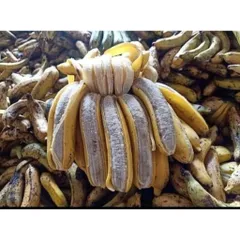 1 Kg Chuối Hột Rừng, Chuối Nguyên Quả Chín Sấy Khô ,Tốt Cho Sức Khỏe