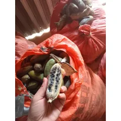 chuối hạt rừng tây bắc