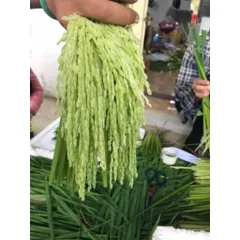 Đòng đòng lúa nếp hút chân không, 5kg Đòng tươi nguyên liệu tự nhiên hương vị truyền thống