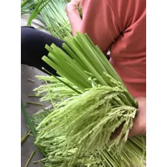 Đòng đòng lúa nếp hút chân không, 5kg Đòng tươi nguyên liệu tự nhiên hương vị truyền thống