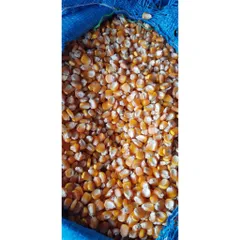 1kg bắp bột, ngô nghiền