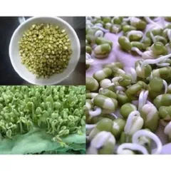 1 kg đậu xanh nguyên hạt  làm giá đỗ, rau mầm