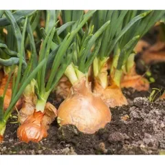 Combo củ hành tây trắng chọn lọc loại to.