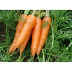 2kg Cà Rốt tươi ngon, rau củ quả tươi. trồng tự nhiên