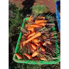 2kg Cà Rốt tươi ngon, rau củ quả tươi. trồng tự nhiên