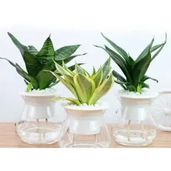 Chậu nhựa thuỷ sinh tự tưới tiện lợi cho cây cảnh - Bình thủy sinh trồng cây 860420
