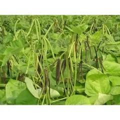 Đỗ Xanh Xát Vỏ 250g 860487