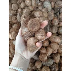 Khoai sọ loại ngon, bở và rất dẻo( đóng gói 1kg)
