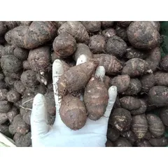 Khoai sọ loại ngon, bở và rất dẻo( đóng gói 1kg)