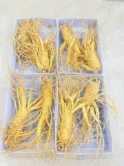 Sâm Tươi Hàn Quốc10 Củ 1Kg Nhân Sâm Loại 1 Cao Cấp - Thực Phẩm Chức Năng Tăng Cường Sức Khỏe