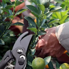 Kéo cắt tỉa cây cảnh làm vườn cao cấp lưỡi thép không gỉ nội địa Nhật Bản Kokubo