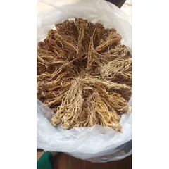 SÂM ĐƯƠNG QUY khô -🌿 SÂM VÀNG CỦA NGƯỜI VIỆT !!! 868524