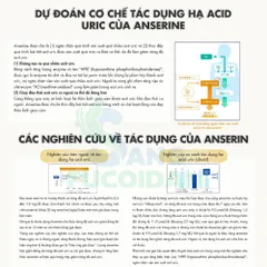 Bổ sung Anserine Premium 55mg | Hộp 120 viên Nhật Bản | Hỗ trợ giảm các triệu chứng của Gout