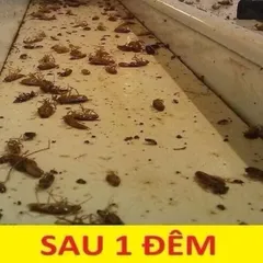 10 Gói Thuốc sinh học  diệt kiến, gián(gói 10gr)