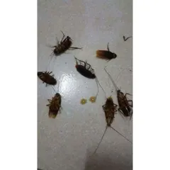 (COMBO 5 LỌ) THUỐC SINH HỌC DIỆT KIẾN, GIÁN, CÔN TRÙNG
