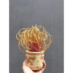 Nhang vàng cuốn tàn tài lộc - nhang trầm hương trầm cuốn tàn