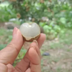Long nhãn ôm sen Hưng Yên, hoặc long nhãn thường nguyên vị - long nhãn Minh Đức, 500g, long nhãn sấy