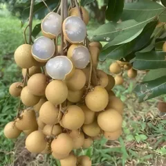 Long nhãn Ôm Sen Hưng Yên, nhãn sấy khô - Nhãn lồng Hưng Yên - 500g