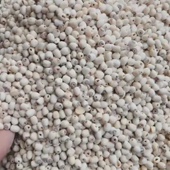 Hạt Sen Khô, hạt sen để nấu - hạt sen Minh Đức - 1kg, 500g, 250g