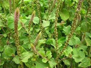 Cây cỏ xước hay còn gọi là cây ngưu tất nam, ngưu kinh, ngưu tịch, bách bội, hà ngù... có nhiều công dụng như hỗ trợ các bệnh về xương khớp, gan, thận, và rối loạn kinh nguyệt