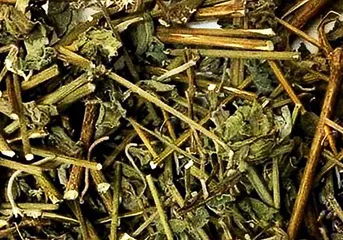 Cây cỏ xước hay còn gọi là cây ngưu tất nam, ngưu kinh, ngưu tịch, bách bội, hà ngù... có nhiều công dụng như hỗ trợ các bệnh về xương khớp, gan, thận, và rối loạn kinh nguyệt