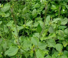 Cây cỏ xước hay còn gọi là cây ngưu tất nam, ngưu kinh, ngưu tịch, bách bội, hà ngù... có nhiều công dụng như hỗ trợ các bệnh về xương khớp, gan, thận, và rối loạn kinh nguyệt