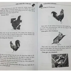 Bí Ẩn Điềm Chiêm Bao - Vương Trung Hiếu