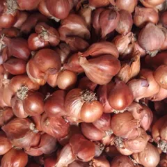 1Kg hành khô ta củ to chắc củ thơm ngon- hàng chọn lọc 884129