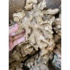 Gừng ta, gừng tươi , gừng củ to ngon không hư đóng gói 500g