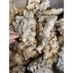 Gừng ta, gừng tươi , gừng củ to ngon không hư đóng gói 500g