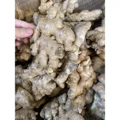 Gừng ta, gừng tươi , gừng củ to ngon không hư đóng gói 500g
