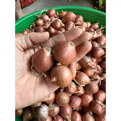 1Kg Hành khô - Hành khô 1 nhánh, hành cô đơn chọn lọc