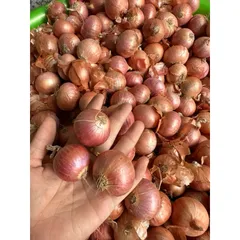 1 Kg hành cô đơn - Hành củ to thơm ngon