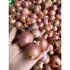 1 Kg hành cô đơn - Hành củ to thơm ngon