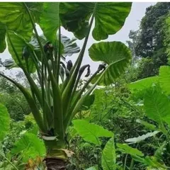 1 Kg Củ Bạc Hà Núi (Củ Ráy) Khô Thái Lát, Sạch Sẽ, Nguyên Chất