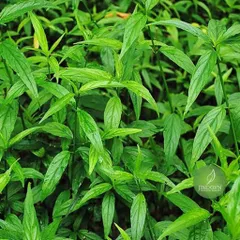 Cây bìm bịp khô (xương khỉ), ngừa trĩ, đau dạ dày, xơ gan, thận, xoang, tăng cường sức đề kháng, giảm cholesterol