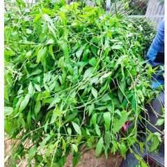 Cây bìm bịp khô (xương khỉ), ngừa trĩ, đau dạ dày, xơ gan, thận, xoang, tăng cường sức đề kháng, giảm cholesterol