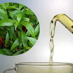 Cây bìm bịp khô (xương khỉ), ngừa trĩ, đau dạ dày, xơ gan, thận, xoang, tăng cường sức đề kháng, giảm cholesterol
