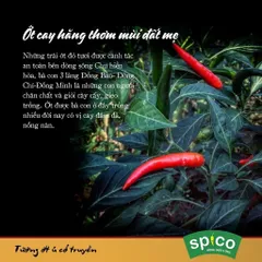 Tương Ớt Truyền Thống SPICO Chai 290gr Tương Ớt Không Chất Bảo Quản Không Hương Liệu Nhân Tạo Không Bột Ngọt