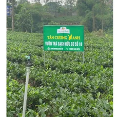 Trà Sen Ngọc Tỉnh Liên 400gram - Hộp Gỗ Thông Trà Sạch Tân Cương Xanh