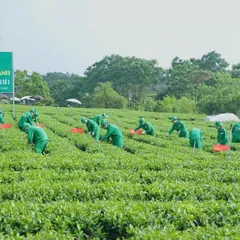 Trà Đinh Ngọc Tiến Vua - Hộp Gỗ Thông 200g - 300g - Trà Sạch Tân Cương Xanh