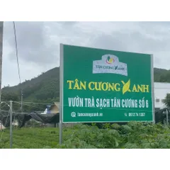 Hộp Trà Túi Lọc : Trà Xanh, Trà Sen, Trà Nhài, Trà Cúc, Hồng Trà, Ô Long Trà Sạch Tân Cương Xanh